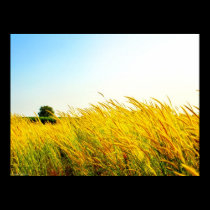 "New Life in Eden" Photograph Print posters