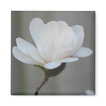 New Magnolia Centennial Bloom magnets