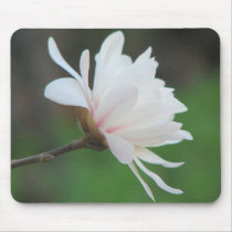 New Magnolia Centennial  Bloom mousepads