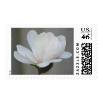 New Magnolia Centennial  Bloom postage
