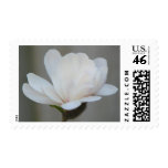 New Magnolia Centennial  Bloom Stamp