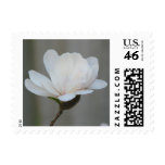 New Magnolia Centennial  Bloom Postage