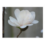 New Magnolia Centennial Post Cards