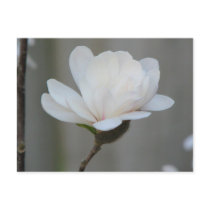 New Magnolia Centennial postcards