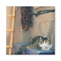 New Mexico Cat magnets