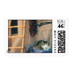New Mexico Cat Stamp