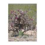 New Mexico Cholla in Bloom
