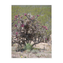 New Mexico Cholla in Bloom postcards