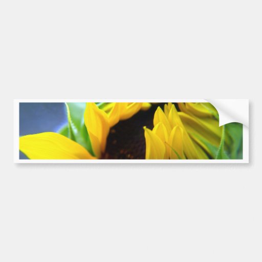New Mexico Sunflower Bumper Stickers