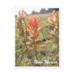 New Mexico Wildflowers