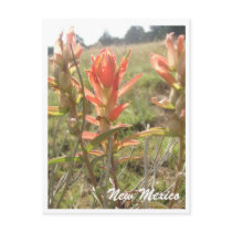 New Mexico Wildflowers postcards by jlesson New Mexico Wildflowers postcards