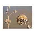 New Mexico Winter Blooms postcards