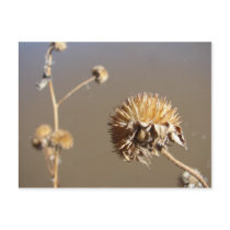 New Mexico Winter Blooms postcards by Killlashandra New Mexico Winter Blooms postcards