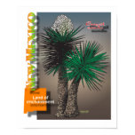 New Mexico yucca map