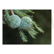 New Pine Cones cards