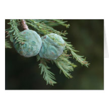 New Pine Cones Cards