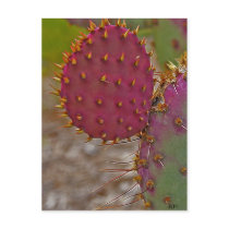 New Pricks by JLH Postcard