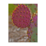 New Pricks by JLH Postcard