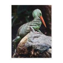 New Species Postcard