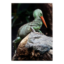 New Species posters