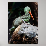New Species Print