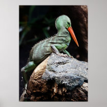 New Species Print