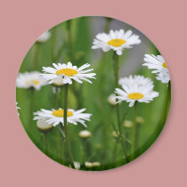 New Spring Daisies magnets