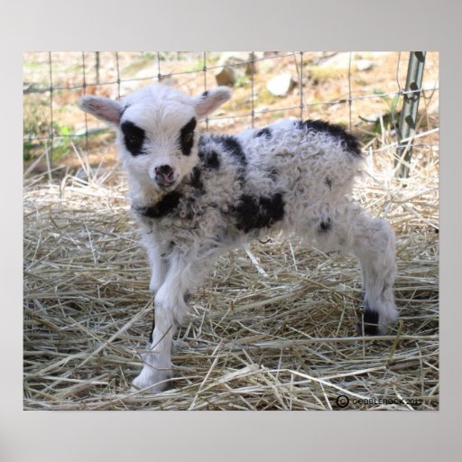 NEW SPRING SHETLAND LAMB POSTER
