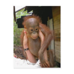 New Sweet Baby Post Card