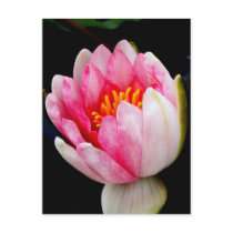 New Water Lily postcards by princessklb07 New Water Lily postcards