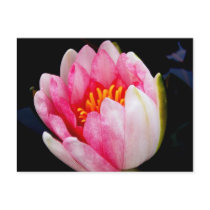 New Water Lily postcards by princessklb07 New Water Lily postcards