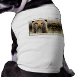 New Year - Golden Elegance - Afghan Pet Clothing