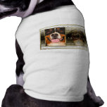 New Year - Golden Elegance - Bernese Mountain Dog pet clothing