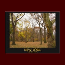 New York Postcard Central Park New York  Card