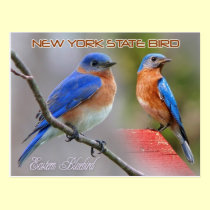 New York State Bird - Eastern Bluebird postcards