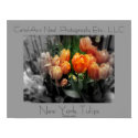 New York Tulips Poster posters