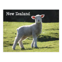 New Zealand - Adorable Lamb Looking at You postcards