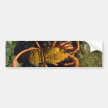 New Zealand Crayfish Bumper Stickers