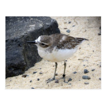 New Zealand Dotterel Postcard