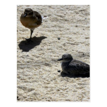 New Zealand Dotterel Postcards