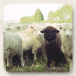 New Zealand Drink Coaster