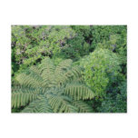 New Zealand Forestscape Postcard