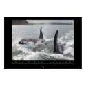 New Zealand Orca Poster posters