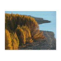 New Zealand -Sander-koot- Postcards