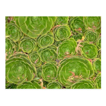 New Zealand, South Island. Succulent. Post Card