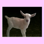 Newborn Doeling postcards