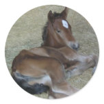 NEWBORN FILLY STICKER