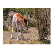 Newborn Innocence Post Card
