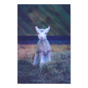 Newborn Lamb posters by pawtracks Newborn Lamb posters