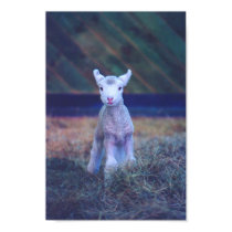 Newborn Lamb posters